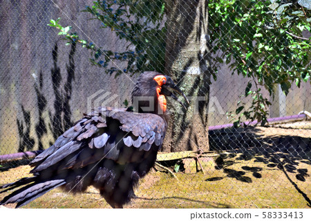 Yokohama Zoorasia Zoo Southern Great Hornbill 58333413