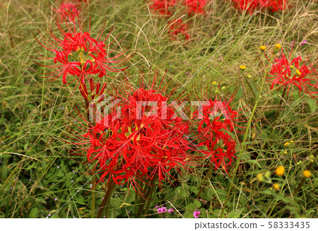 烏山線（4））在森田鐵路道口旁邊的叢形孤挺花盛開。 58333435