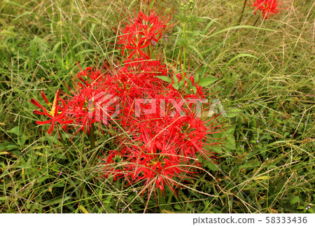 烏山線五山站附近的森田鐵道交叉口旁綻放著一群孤挺花（5） 58333436