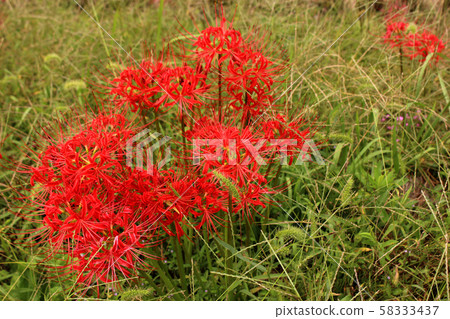 A cluster amaryllis in full bloom near the Morita railroad crossing near Kominato Station on the Karasuyama Line (1) 58333437