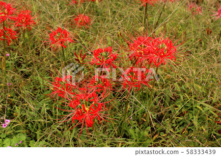 A cluster amaryllis blooming beside the Morita railroad crossing near Koyama Station on the Hiyama Line (6) 58333439