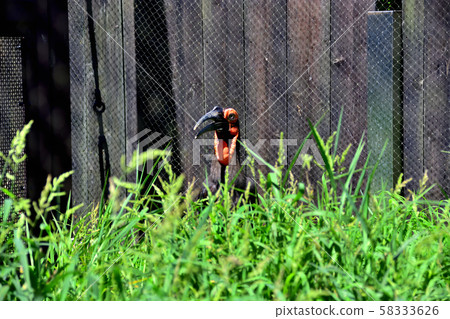 Yokohama Zoorasia Zoo Southern Great Hornbill 58333626