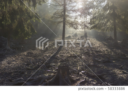 The rays of the sun illuminate the forest clearing The rays of the sun illuminate the forest clearing 58333886