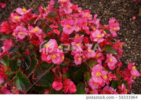 Begonias 05 58333964