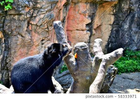 Yokohama ZOORASIA Zoo Spectacled Bear Yokohama ZOORASIA Zoo Spectacled Bear 58333971