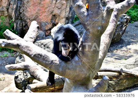 橫濱動物園動物園眼鏡熊 58333976