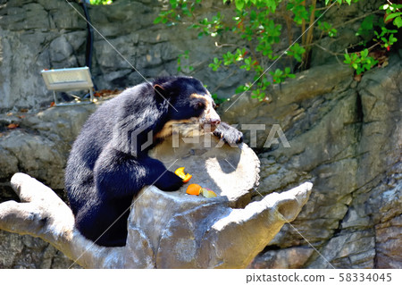 Yokohama ZOORASIA Zoo Spectacled Bear Yokohama ZOORASIA Zoo Spectacled Bear 58334045