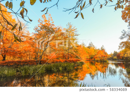 Beautiful Japan autumn at Kumoba Pond or Kumoba Beautiful Japan autumn at Kumoba Pond or Kumoba 58334089