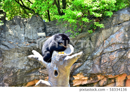 橫濱動物園動物園眼鏡熊 58334136