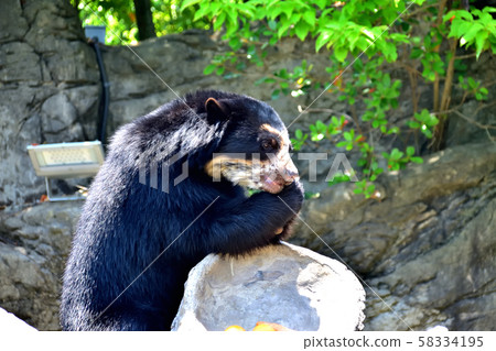 Yokohama ZOORASIA Zoo Spectacled Bear Yokohama ZOORASIA Zoo Spectacled Bear 58334195