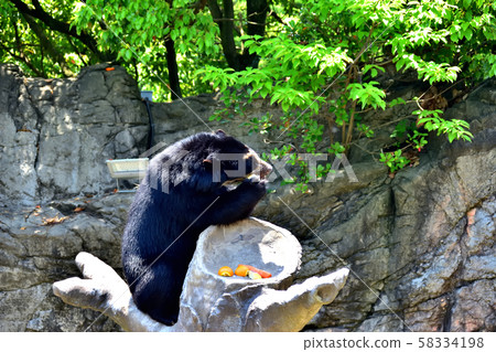 橫濱動物園動物園眼鏡熊 橫濱動物園動物園眼鏡熊 58334198