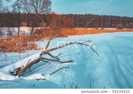 Rural winter landscape. Frosty weather. Fallen tree on the frozen lake Rural winter landscape. Frosty weather. Fallen tree on the frozen lake 58334283