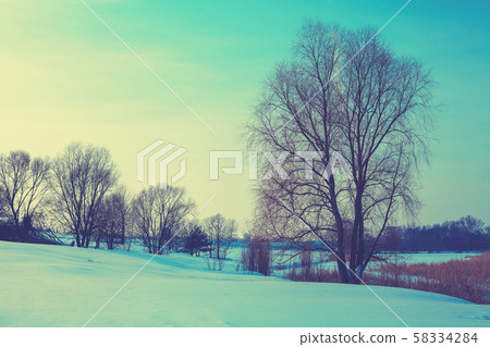 Rural winter landscape in the evening. Frosty weather Trees on the field Rural winter landscape in the evening. Frosty weather Trees on the field 58334284