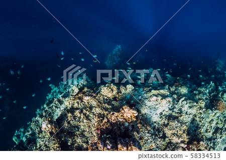 Underwater view with rocks and corals in transparent ocean. Underwater landscape 58334513