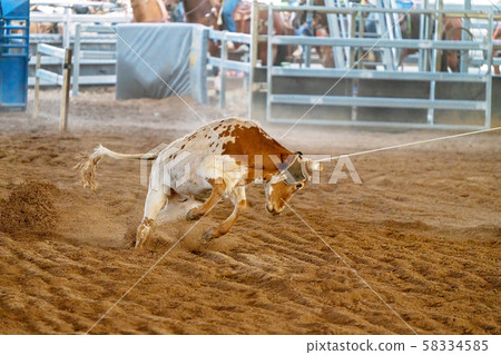 Calf Roping In Australia Calf Roping In Australia 58334585