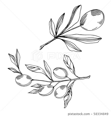Vector Olive branch with fruit. Black and white engraved ink art. Isolated olive illustration Vector Olive branch with fruit. Black and white engraved ink art. Isolated olive illustration 58334849
