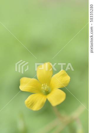 酢漿草 58335280