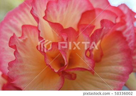 Bulgaria Begonia Bulgaria Begonia 58336002