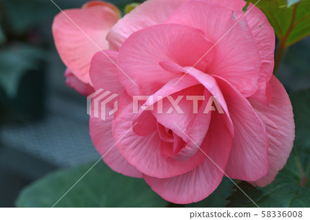 Bulgaria Begonia Bulgaria Begonia 58336008