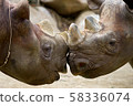 A photo of a rhino talking 58336074