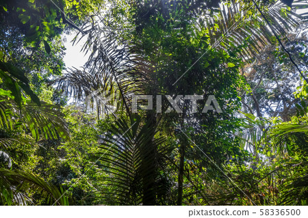Jungle landscape Taman Negara national park, 58336500
