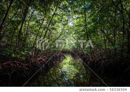 Mangrove in Nusa Lembongan island, Bali, Indonesia 58336504
