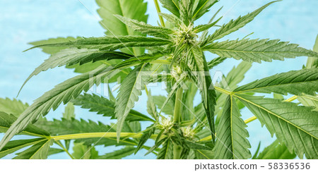 A panorama of flowering cannabis buds, macro photo on a blue bakground A panorama of flowering cannabis buds, macro photo on a blue bakground 58336536