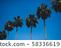 Palm trees towering in the sky 58336619
