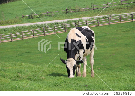 A cow grazing in the meadow A cow grazing in the meadow 58336816