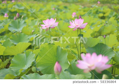 蓮花盛開 58336864
