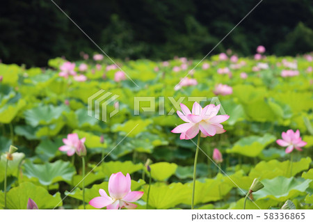 Lotus flower in full bloom 58336865