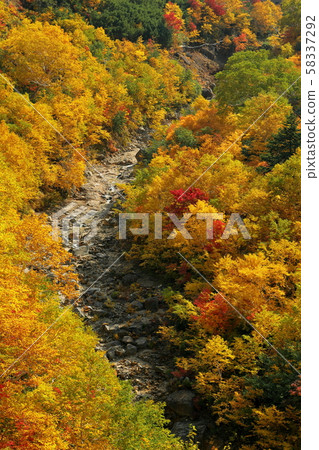 黃樺山 黃樺山 58337292