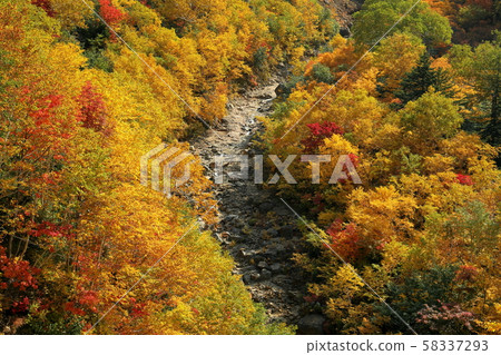 堆的紅色黃色秋天的落葉 堆的紅色黃色秋天的落葉 58337293