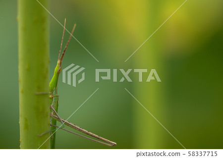 Locust  58337715