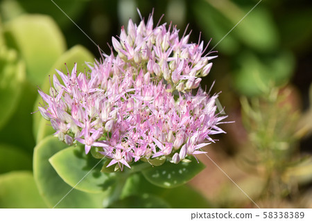 Oliben醬(大Bankei草) Oliben醬(大Bankei草) 58338389