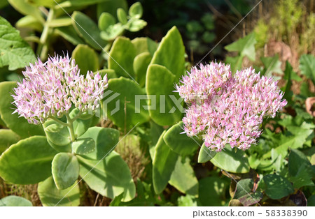 Oliben醬（大Bankei草） 58338390