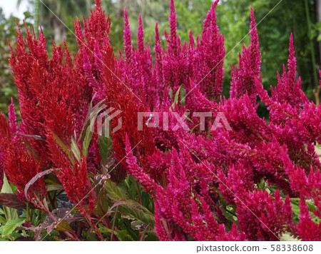 Celosia red 58338608