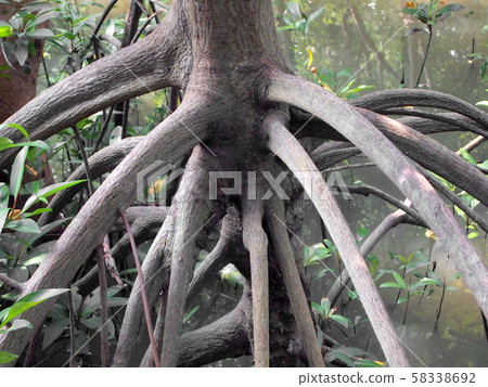 closeup of mangrove roots closeup of mangrove roots 58338692