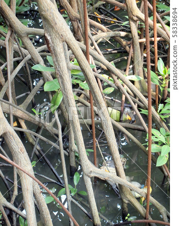 closeup of mangrove roots 58338694