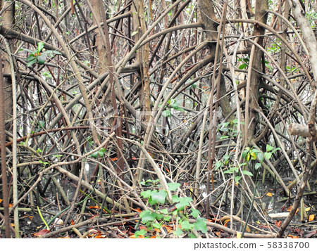 closeup of mangrove roots 58338700