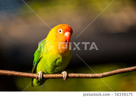 Beautiful parrot, Sun Conure on tree branch. 58339175