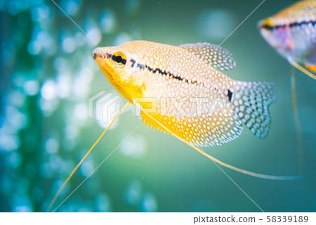 Pearl gourami Trichopodus leerii freshwater Pearl gourami Trichopodus leerii freshwater 58339189