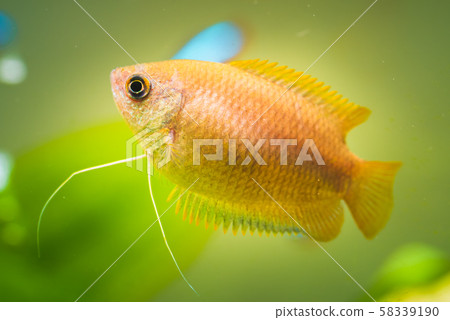 Honey gourami Trichogaster chuna tropical aquarium Honey gourami Trichogaster chuna tropical aquarium 58339190