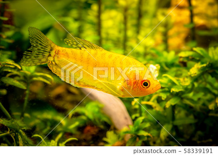Gold Gourami Trichogaster trichopterus 58339191