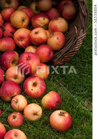 Closeup of organic red apple Closeup of organic red apple 58339804