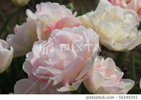 ... tulip ... ... ... Angelica ... ... tulip ... ... ... Angelica ... 58340391