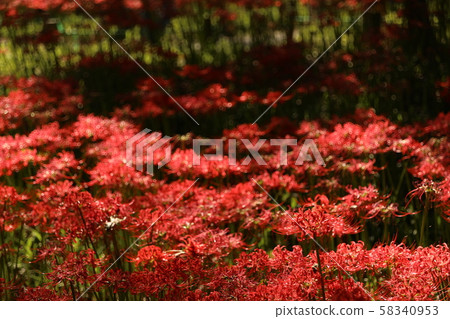 群集孤挺花 群集孤挺花 58340953