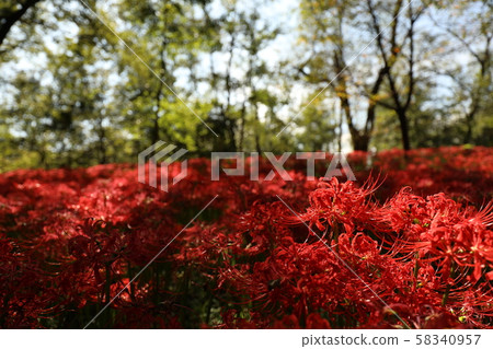 群集孤挺花 群集孤挺花 58340957