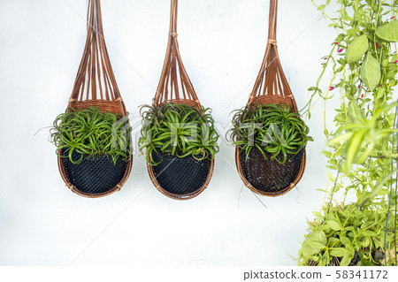 Tillandsia hang in the wooden basket Tillandsia hang in the wooden basket 58341172