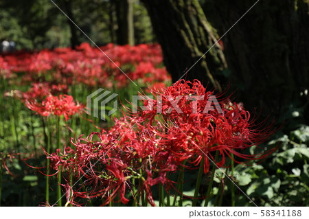 Cluster amaryllis 58341188